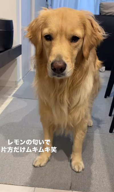 嫌そうな顔の大型犬