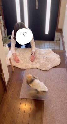 廊下を走り回る犬