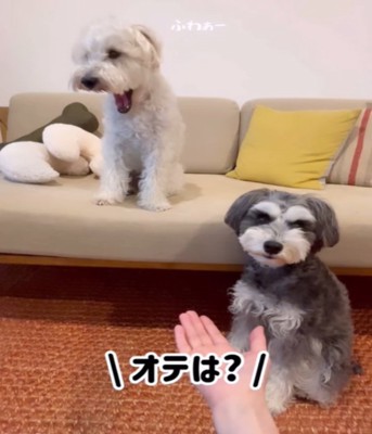 あくびをする白い犬
