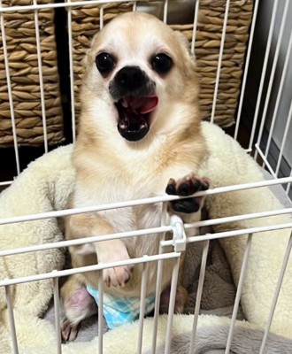 口を開けるおもちちゃん