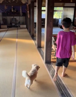 人について歩く犬
