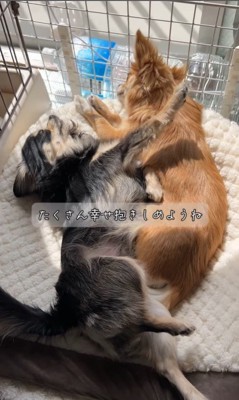チコちゃんとナッツちゃんの6ヶ月間の軌跡⑩