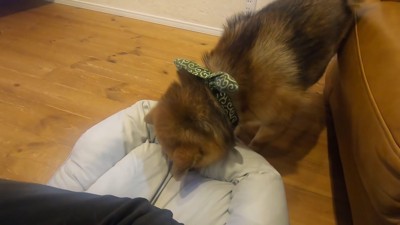 新しいベッドを買ってもらったおにぎりくん5