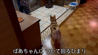 玄関から入ってきた年配女性を見つめる犬