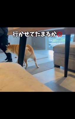 パパがお仕事に行くのを嫌がるおもち君6