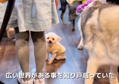 多くの犬がいる中で戸惑い気味