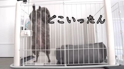 ケージの中で立つ犬