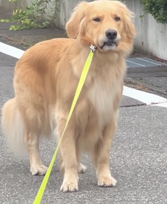 リードを引っ張られる犬