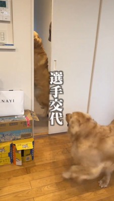 女性に抱きつく犬