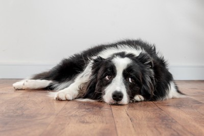 退屈そうな表情で床に伏せている犬