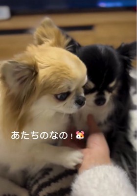人の手に白い小型犬の前足