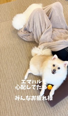 お兄ちゃんが帰宅時のエマくん&ハルくん⑩