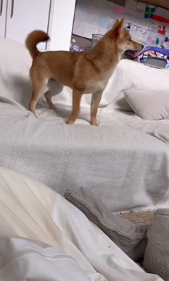 らむねちゃんとお姉ちゃんの再会4