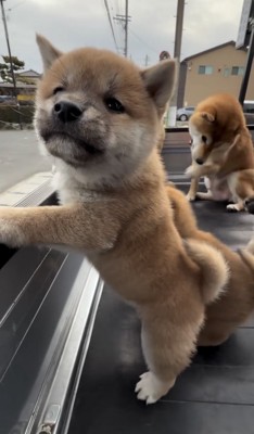 荷台のフチに立つ子犬