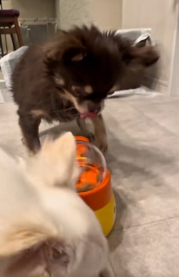 おやつを横取りするこはく君