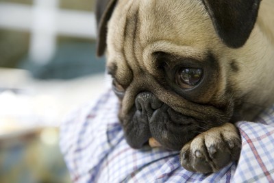 悲しそうなパグ
