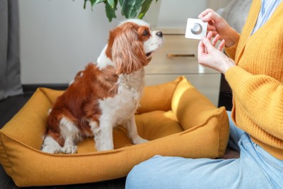 薬を見る犬