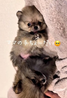 ママの手が大好きなテディ君