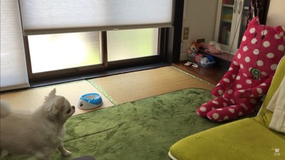ドッキリに対するコハクくんの反応7