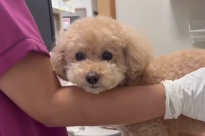 マリンちゃん顔アップ