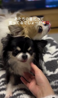 黒い小型犬の背中にのる白い小型犬