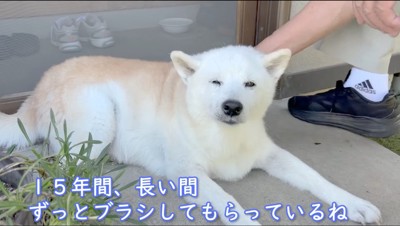 男性にブラシをかけられて目を細める犬