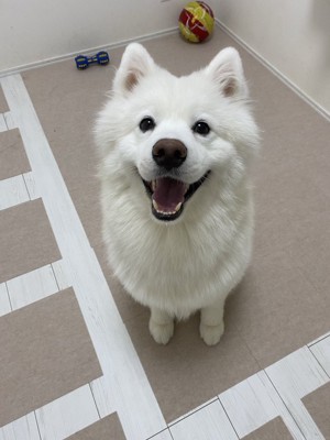 ニコニコ