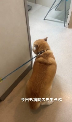 診察室の前で立ち止まる犬