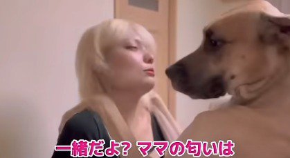 見つめ合う女性と超大型犬