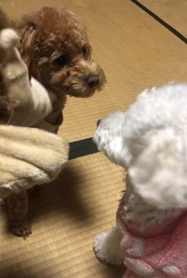 同居犬もできたよ♪