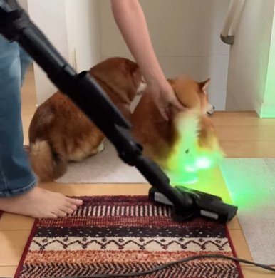 寝そべりながら尻尾だけ持ち上げられて掃除機を当てられる柴犬