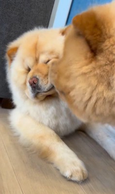 小梅ちゃんとちゃちゃまる君2