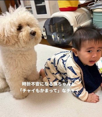 孫を預かった時のチャイちゃん7