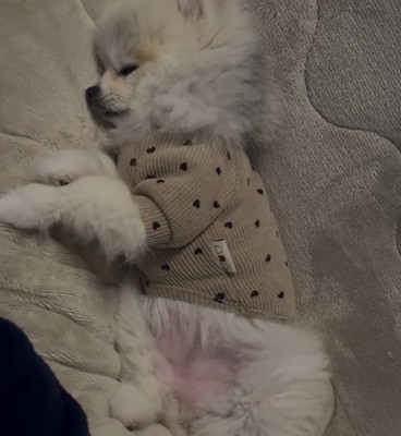 眠るしらすちゃん2