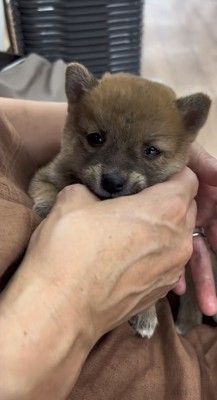 手に顔をうずめる犬