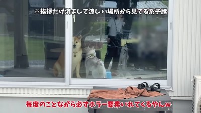 おもちちゃんは温厚な性格