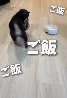 ぐるぐる回って催促!