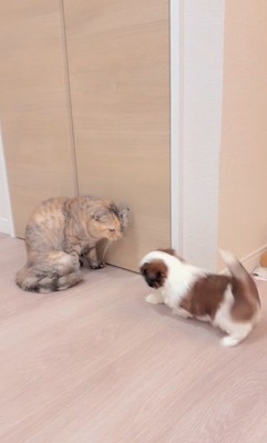 赤ちゃん犬と猫のふれあい2