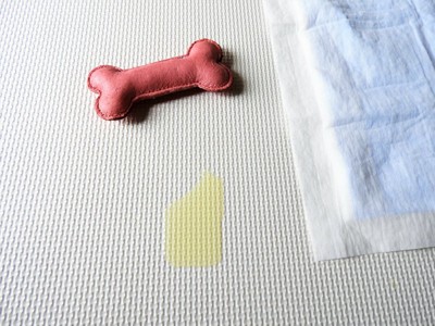 犬のおしっこ失敗