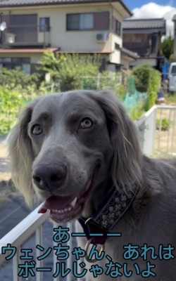 ボールじゃないと伝えてみる