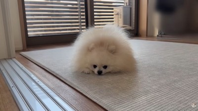 怒られたポテチくん6