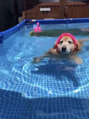 プールに入る犬1