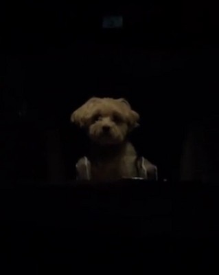 暗い車内にいる犬