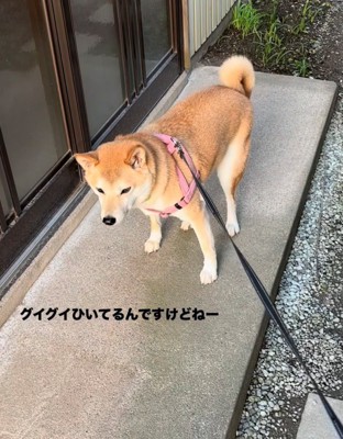 渋々歩き出す犬