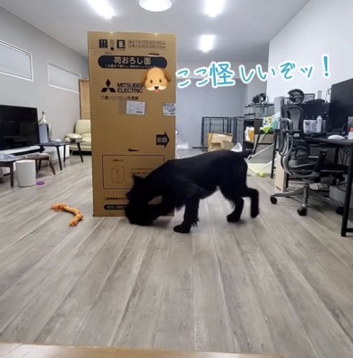 ダンボールを嗅ぐ犬