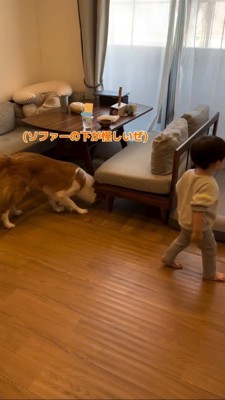 ソファーの下をのぞく犬