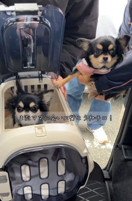 キャリーケースに入る犬と抱っこされている犬