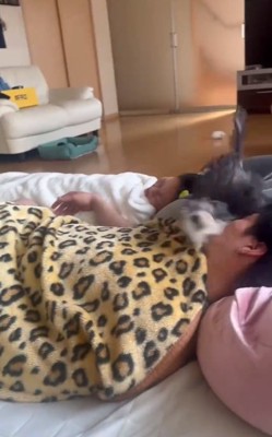 パパに体当たりする貂ちゃん