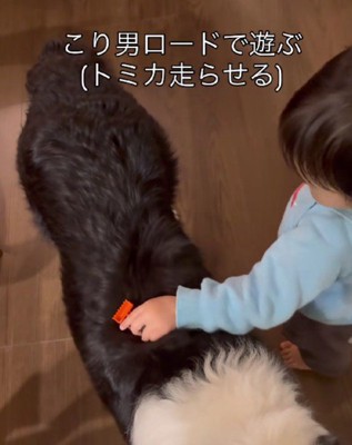 こり男くんの背中をサーキットに！？