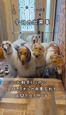 飼い主がタオルを持ってくるのを待つ犬たち